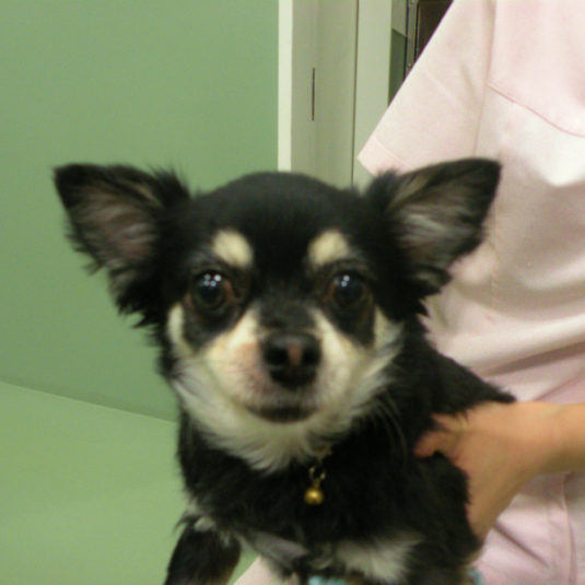 ビビコちゃん（チワワ）