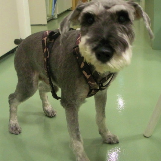 アビィちゃん（ミニチュア・シュナウザー）