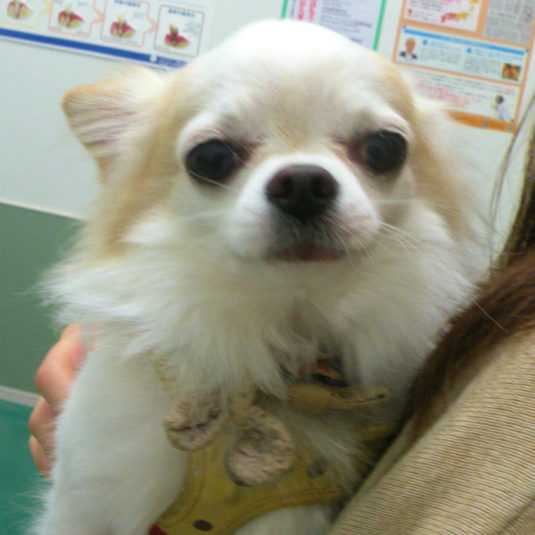 Rikuちゃん（チワワ）