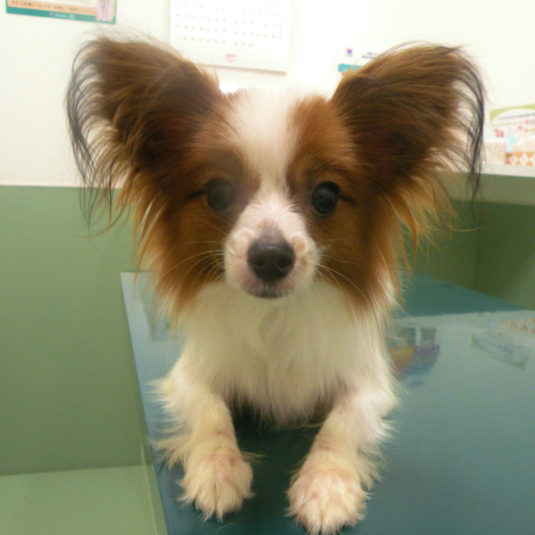 すずちゃん（パピヨン）