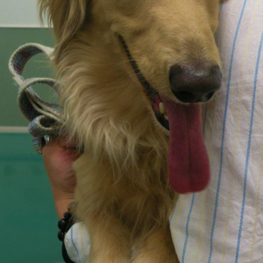 海斗ちゃん（ミニチュア・ダックスフンド）