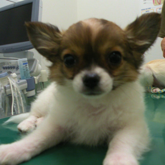 ちびららちゃん（チワワ）