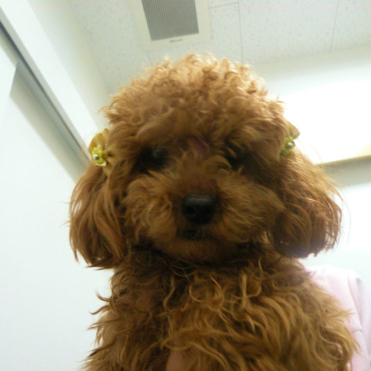 ころもちゃん（トイ・プードル）