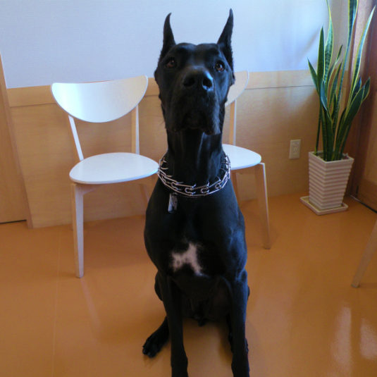 チャーリーちゃん（グレート・デーン）