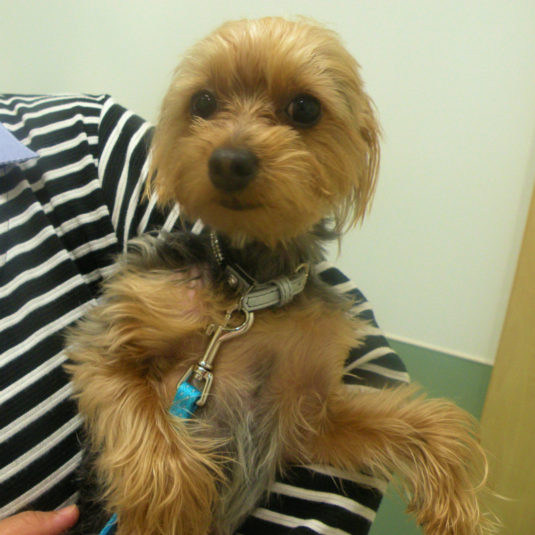 ムーンちゃん（ヨークシャー・テリア）