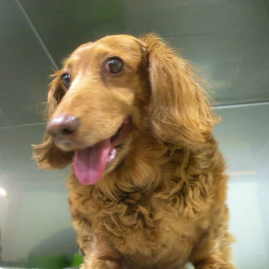 ももちゃん（ミニチュア・ダックスフンド）