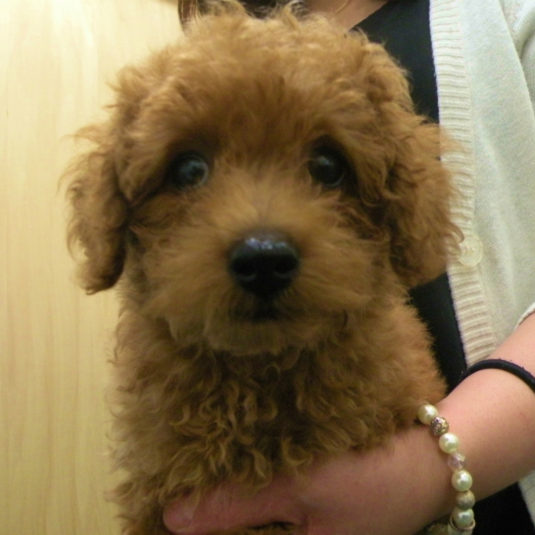 ここちゃん（トイ・プードル）