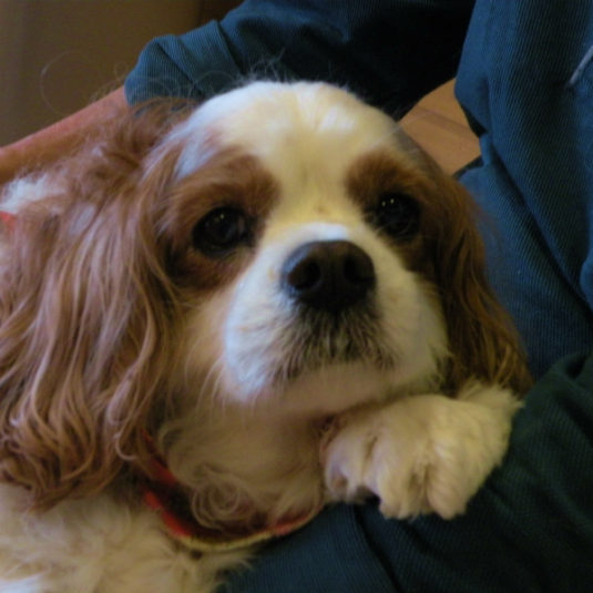 こゆきちゃん（キャバリア）