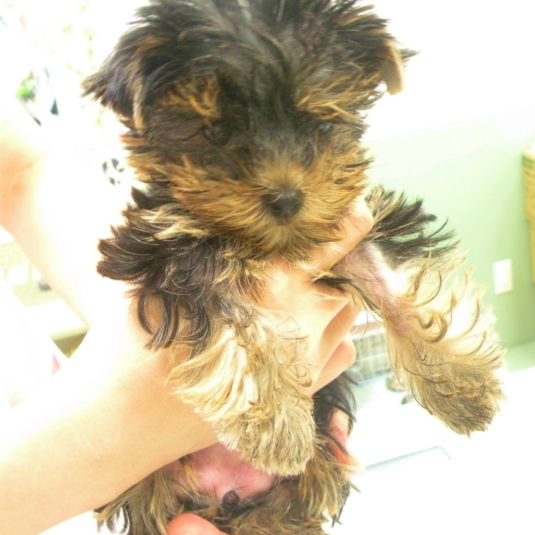 ジジちゃん（ヨークシャー・テリア）