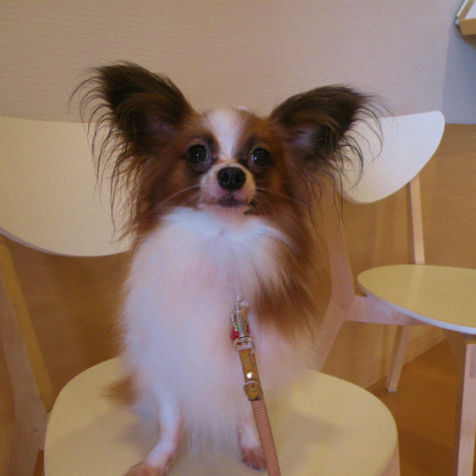 麺ちゃん（パピヨン）