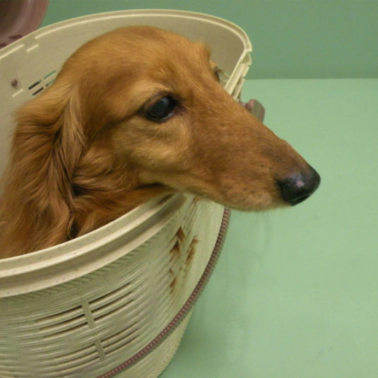 ミュちゃん（ミニチュア・ダックスフンド）