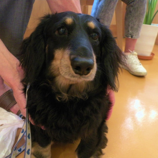 ベリーちゃん（ミニチュア・ダックスフンド）