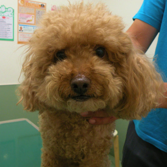 ラッキーちゃん（トイ・プードル）