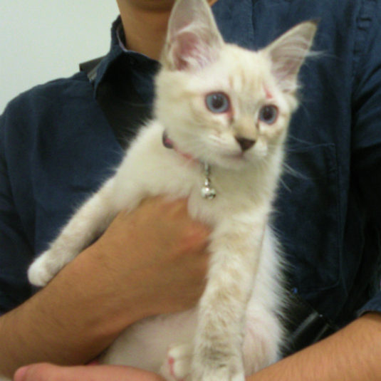 チャコちゃん（ラグドール）