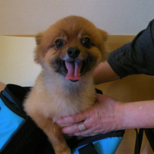 パピちゃん（ポメラニアン）