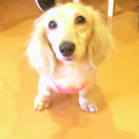 メイちゃん（ミニチュア・ダックスフンド）