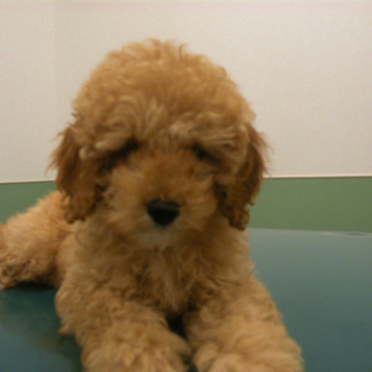 にこちゃん（トイ・プードル）