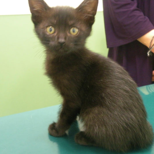 ちゃちゃちゃん