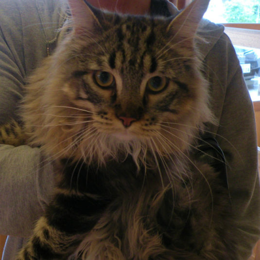 らんちゃん（メイン・クーン）