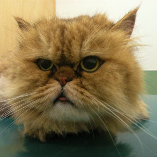 ルイちゃん（ペルシャ）