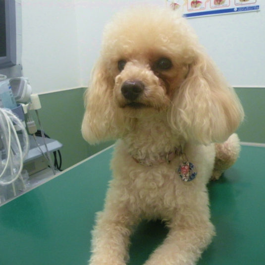 ハッピーちゃん（トイ・プードル）