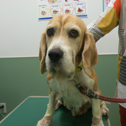 レモンちゃん（ビーグル）