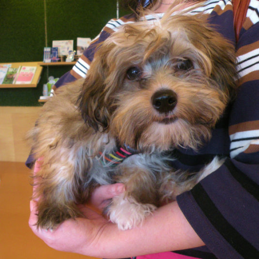 mocoちゃん（チャイニーズ・クレステッド・ドッグ）