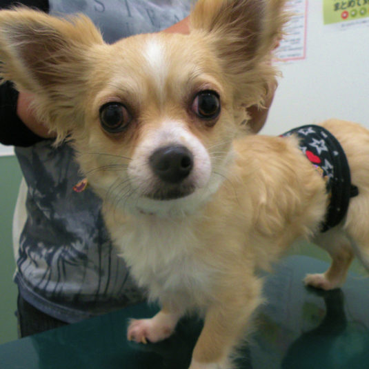 銀ちゃん（チワワ）