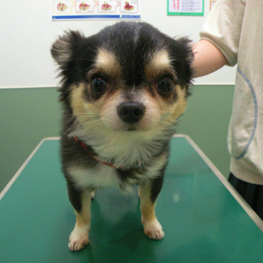 ぴのちゃん（チワワ）
