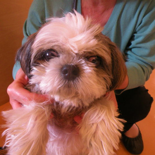 さくらちゃん（シー・ズー）