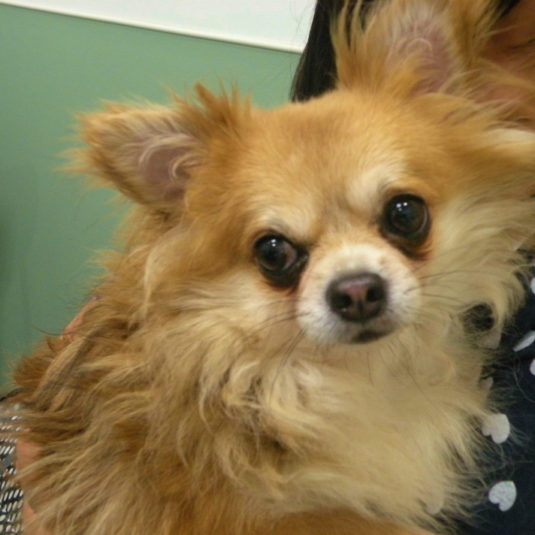 クウちゃん（チワワ）