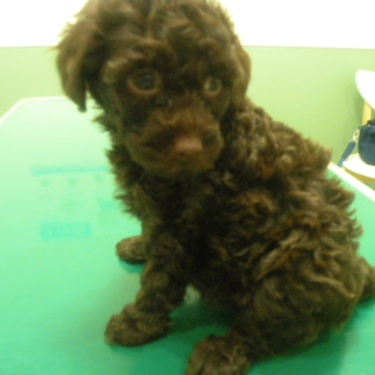 ココちゃん（トイ・プードル）