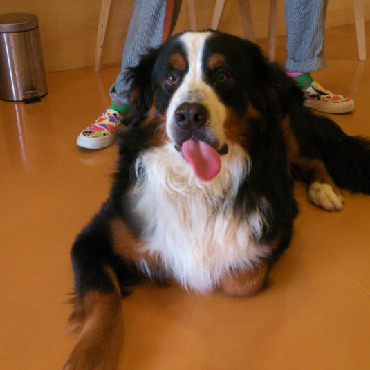 ニコルちゃん（バーニーズ・マウンテン・ドッグ）