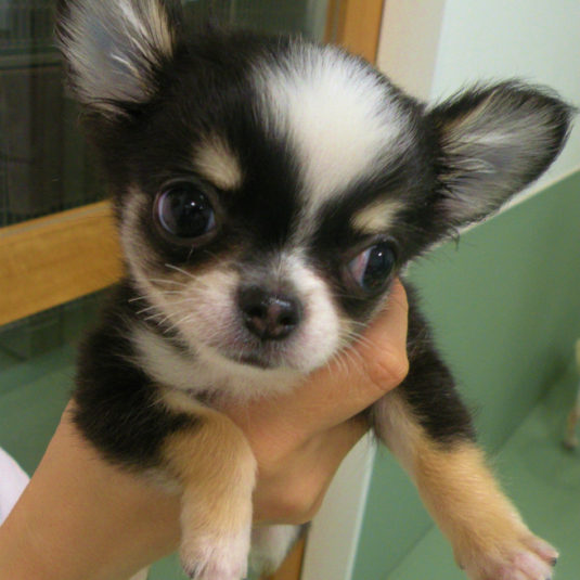 空ちゃん（チワワ）