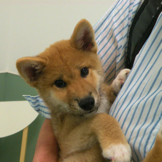 りあんちゃん（柴犬）