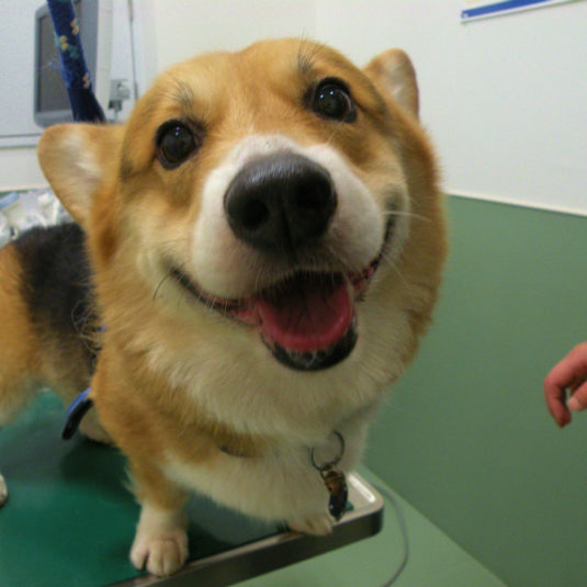 うみちゃん（ウェルシュ・コーギー・ペンブローク）