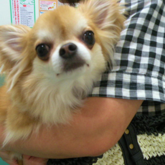 クッキーちゃん（チワワ）