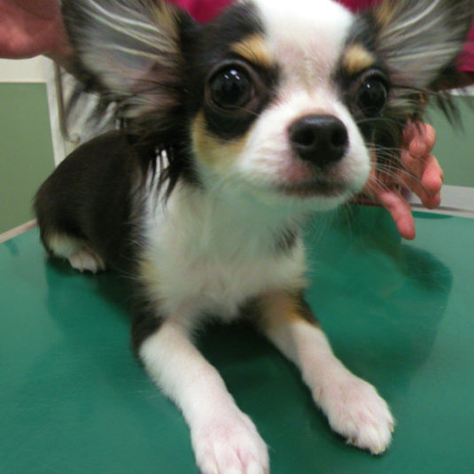 チョコちゃん（チワワ）