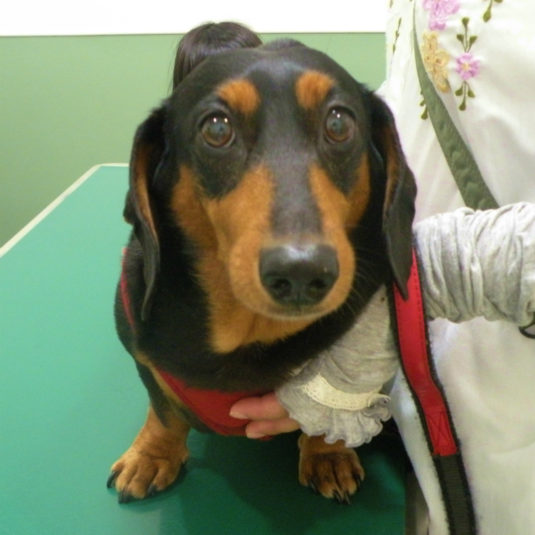 アップちゃん（ミニチュア・ダックスフンド）