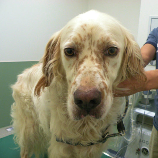 ランディちゃん（イングリッシュ・セター）