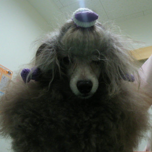 アルちゃん（トイ・プードル）