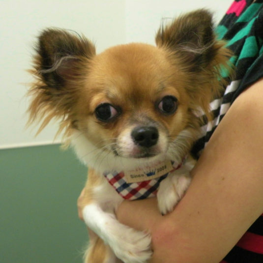 ララちゃん（チワワ）