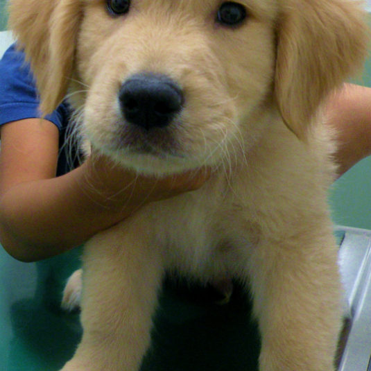 ふくちゃん（ゴールデン・レトリーバー）