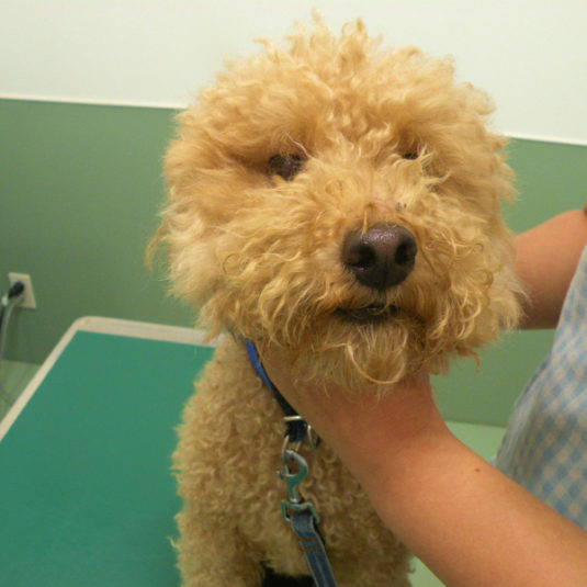 ごぉちゃん（トイ・プードル）