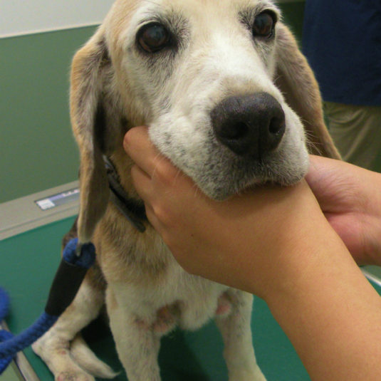 イヴちゃん（ビーグル）