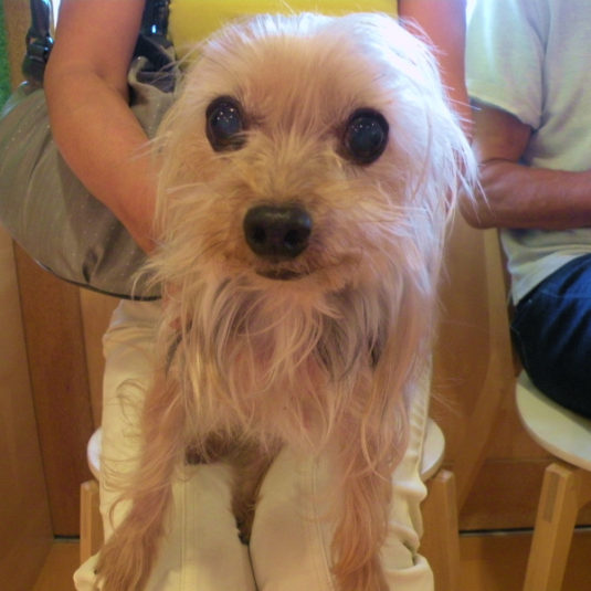 スティシーちゃん（ヨークシャー・テリア）