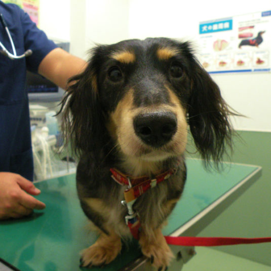 ホームズちゃん（ミニチュア・ダックスフンド）