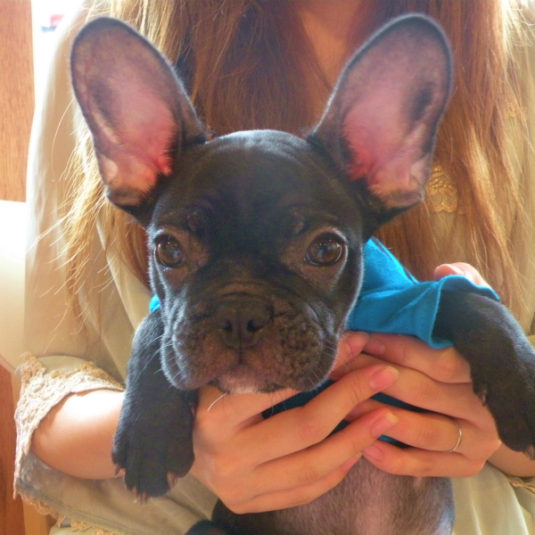 空豆ちゃん（フレンチ・ブルドッグ）