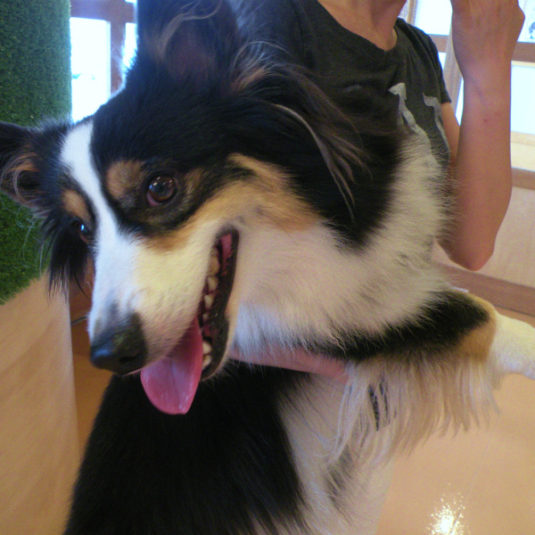 モナちゃん（ウェルシュ・コーギー・ペンブローク）