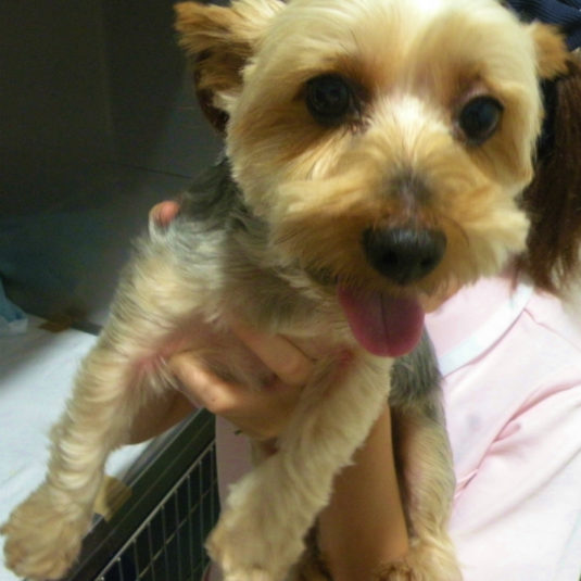 チョロちゃん（ヨークシャー・テリア）